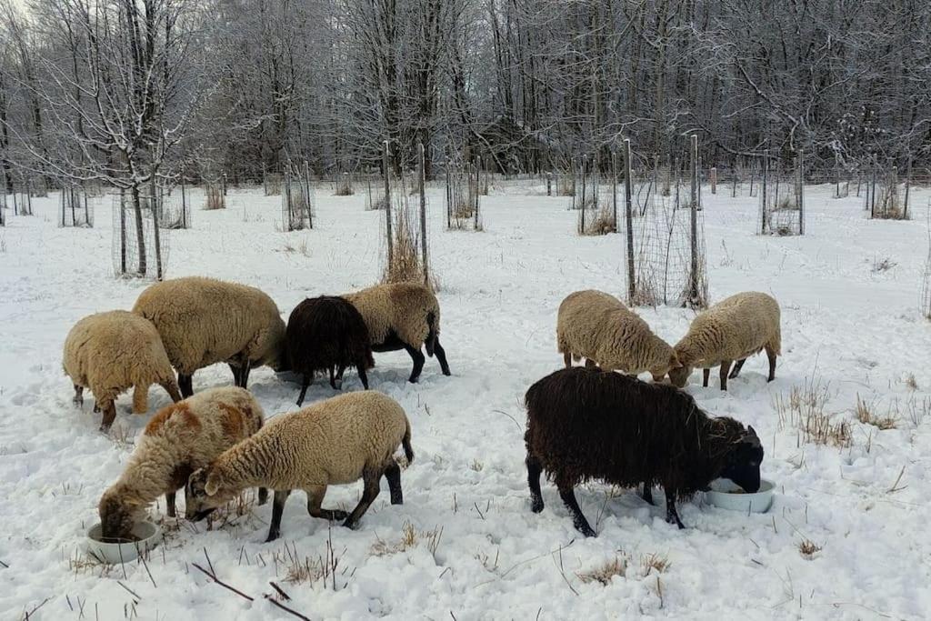 Chalet Boruvka - Biofarma Na Samote V Lesich Benesov  Bagian luar foto