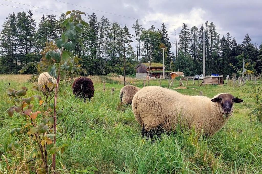 Chalet Boruvka - Biofarma Na Samote V Lesich Benesov  Bagian luar foto