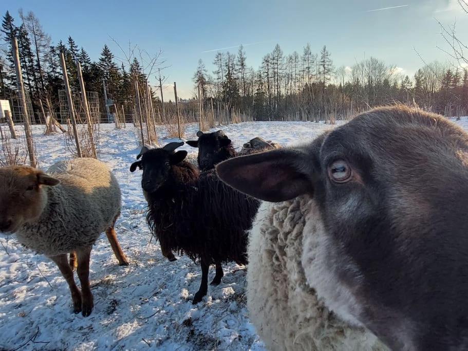 Chalet Boruvka - Biofarma Na Samote V Lesich Benesov  Bagian luar foto